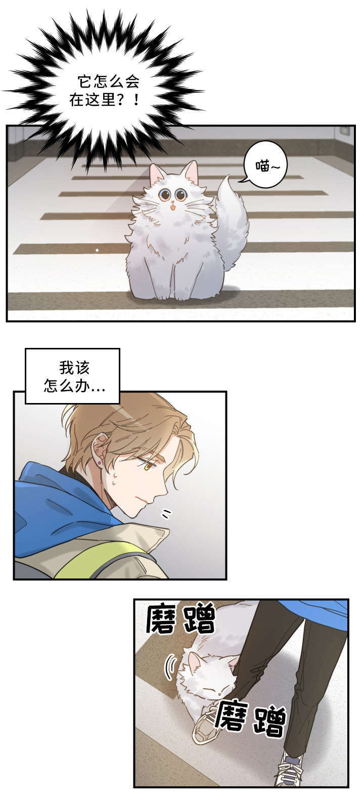 亲爱的喵君漫画,第2章：白猫1图