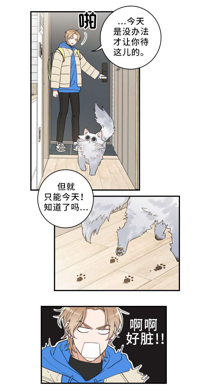 亲爱的喵君漫画,第2章：白猫4图