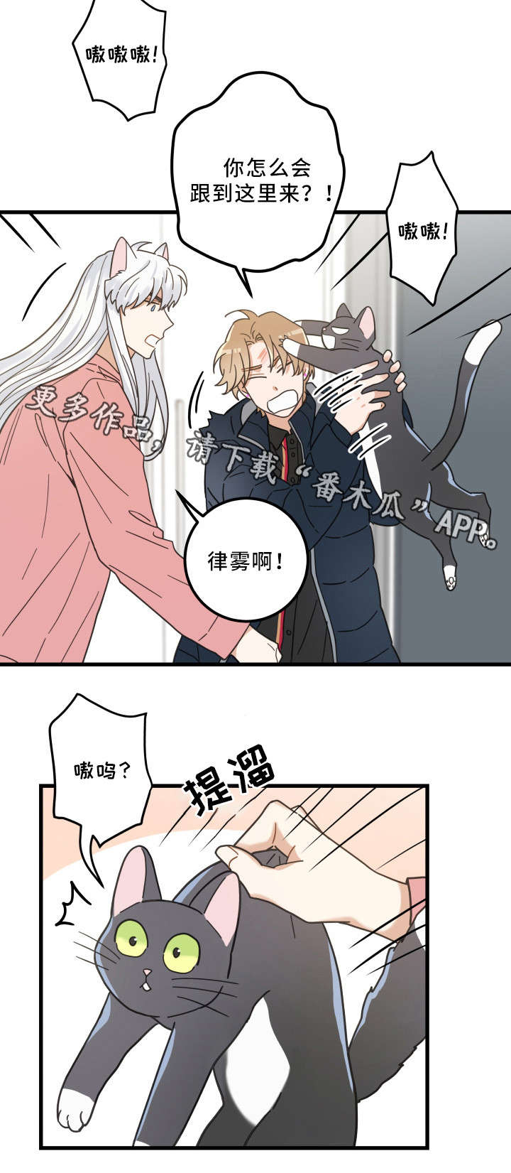 亲爱的喵君漫画,第36章：跟踪1图