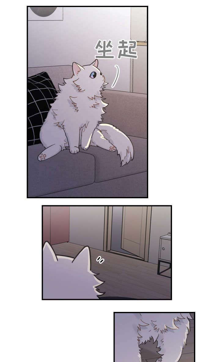亲爱的喵君漫画,第2章：白猫5图