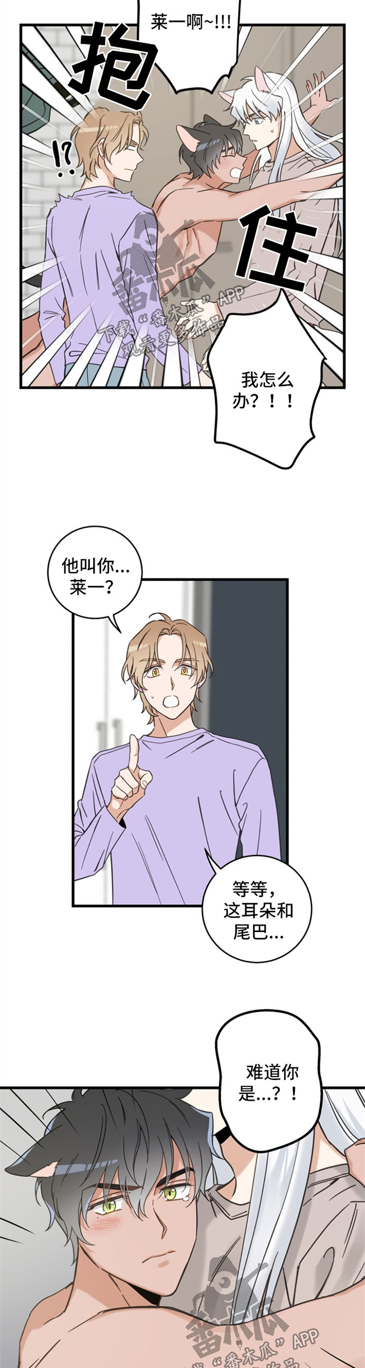 亲爱的喵君漫画,第85章：打扰好事2图