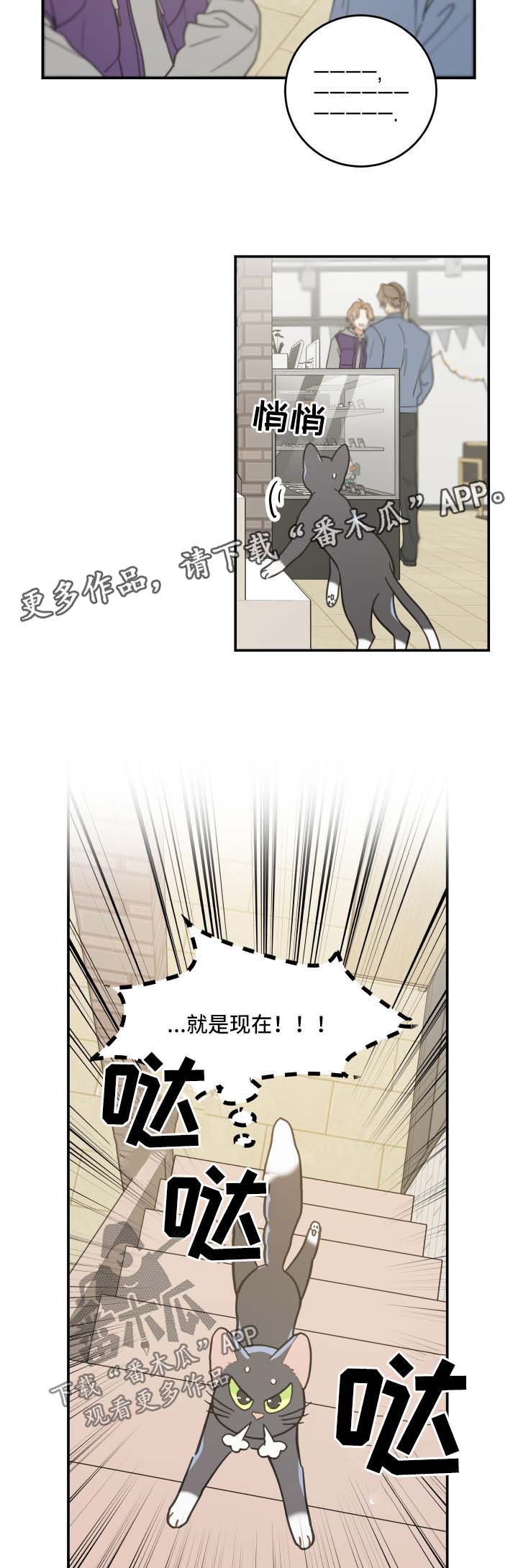 亲爱的喵君漫画,第44章：快乐生活3图