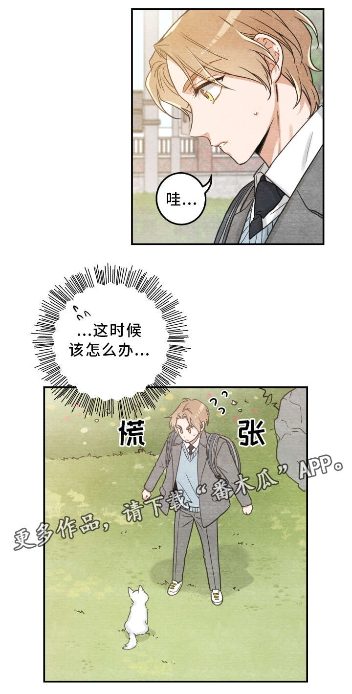 亲爱的喵君漫画,第16章：白猫莱一2图