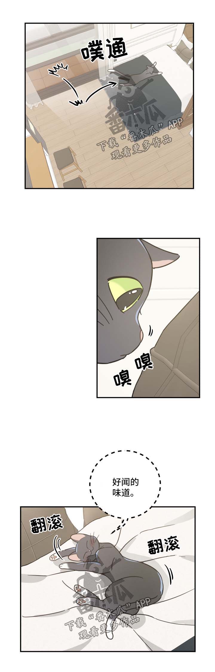 亲爱的喵君漫画,第44章：快乐生活2图