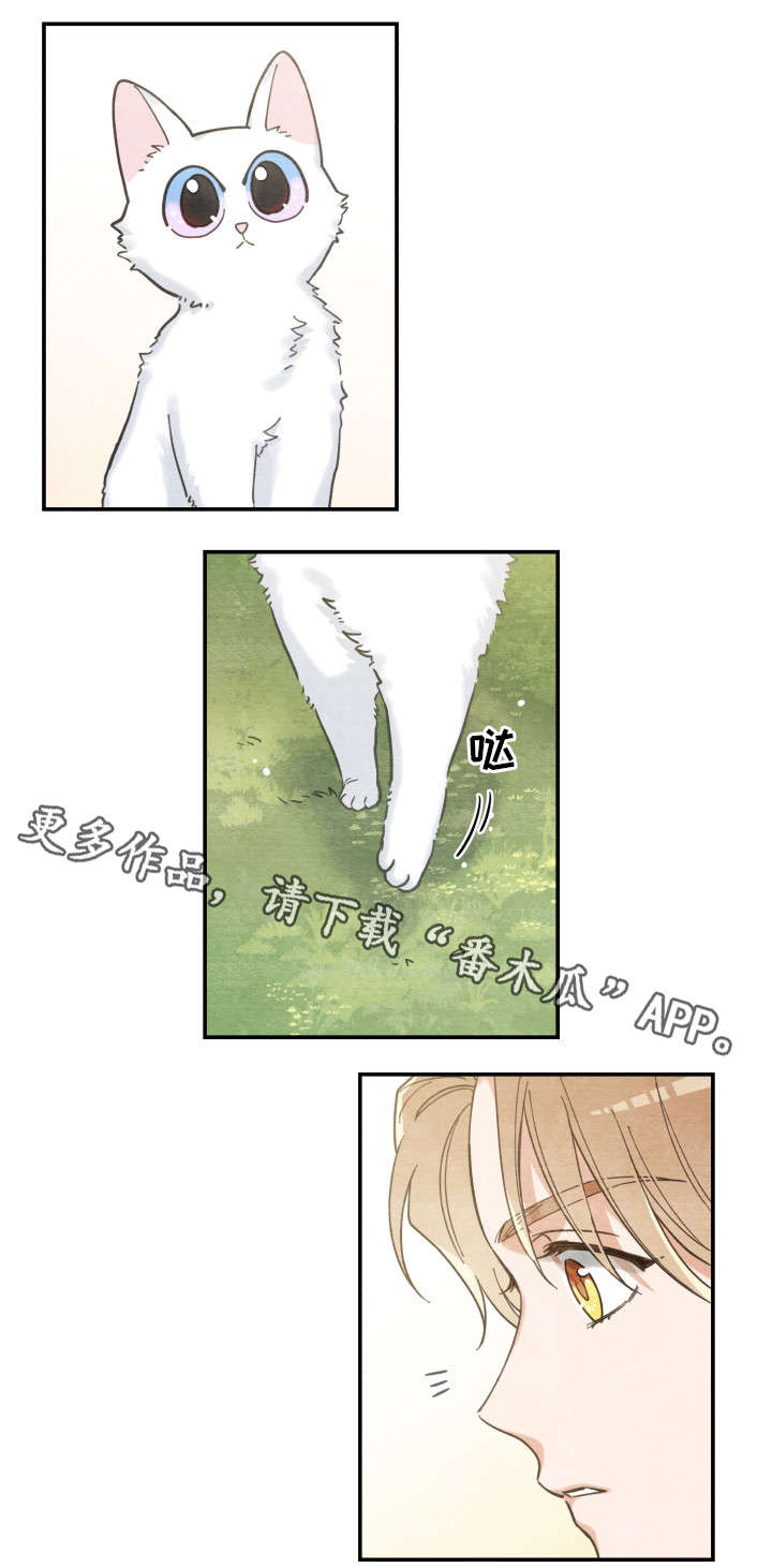 亲爱的喵君漫画,第16章：白猫莱一4图