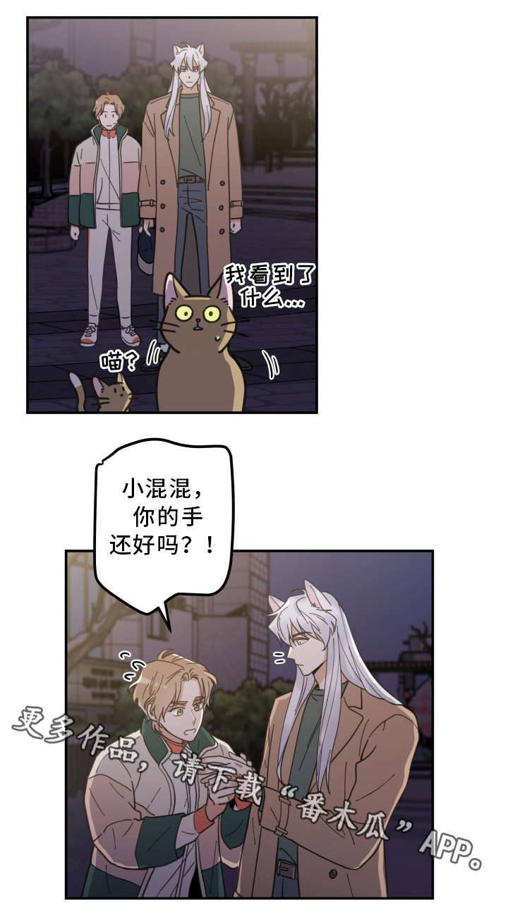 亲爱的喵君漫画,第15章：抓伤1图