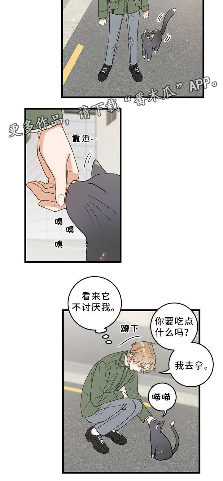 亲爱的喵君漫画,第31章：黑猫1图