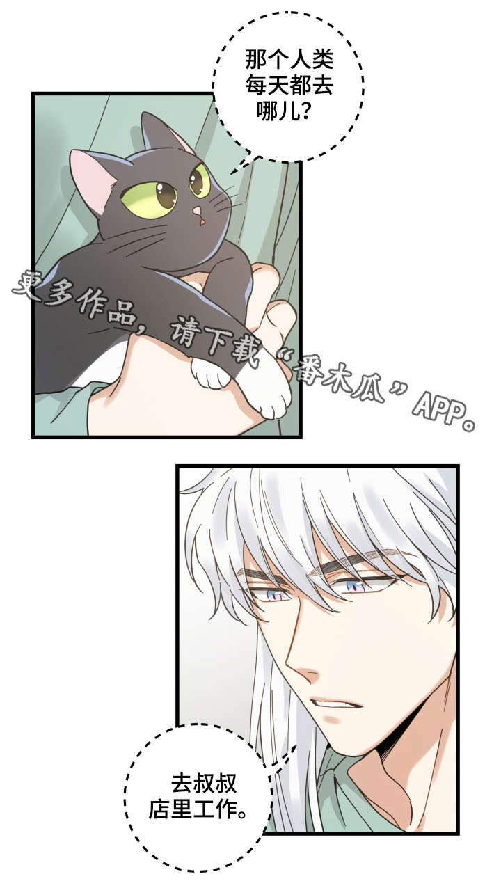 亲爱的喵君漫画,第42章：臭猫3图