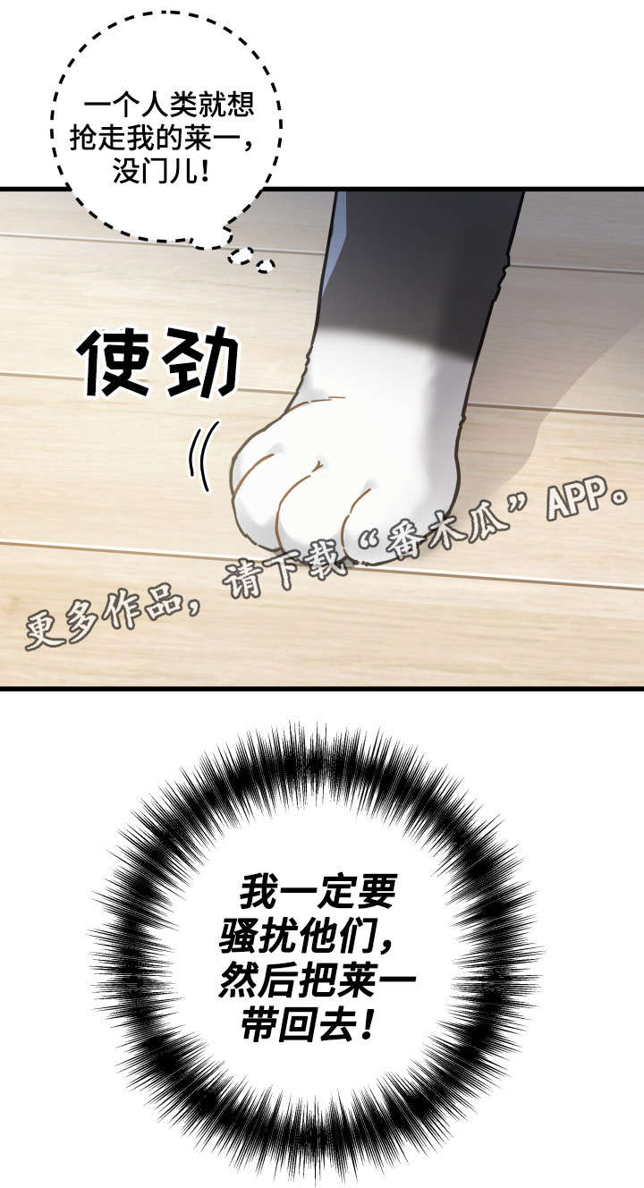 亲爱的喵君漫画,第40章：决心1图