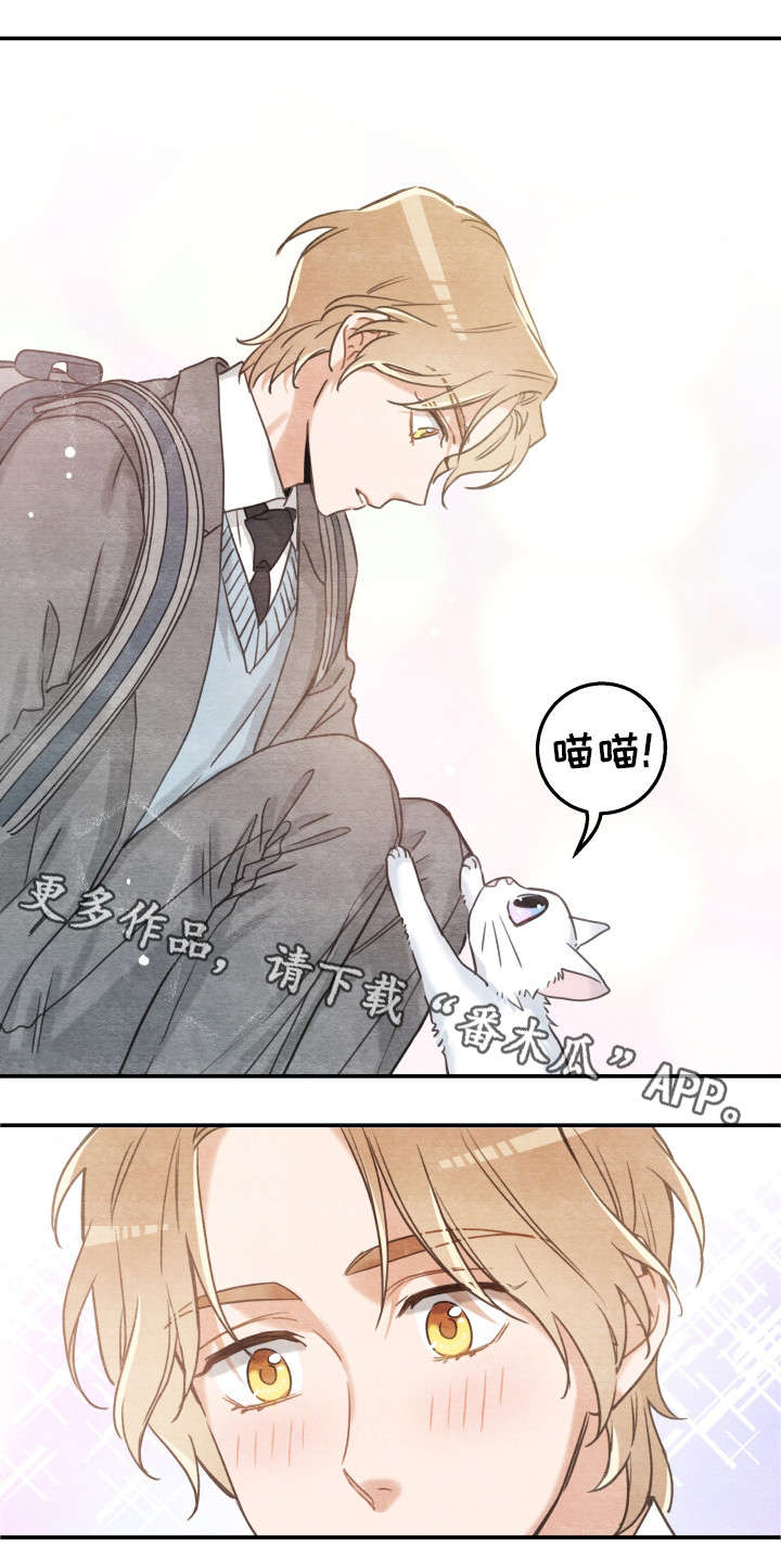 亲爱的喵君漫画,第16章：白猫莱一1图