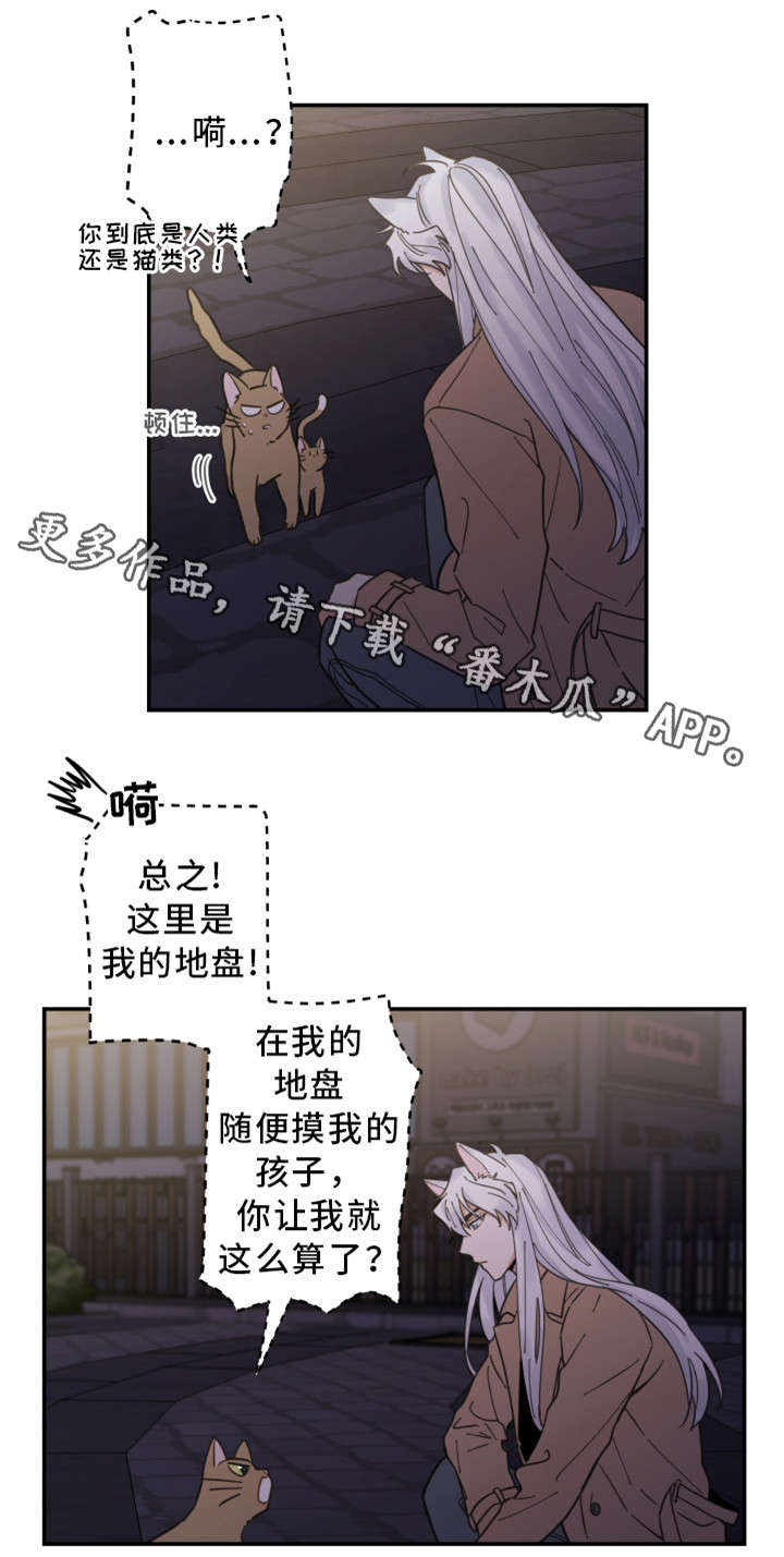 亲爱的喵君漫画,第15章：抓伤3图