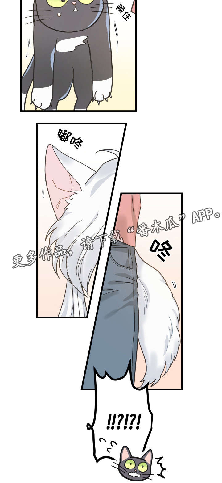亲爱的喵君漫画,第36章：跟踪4图