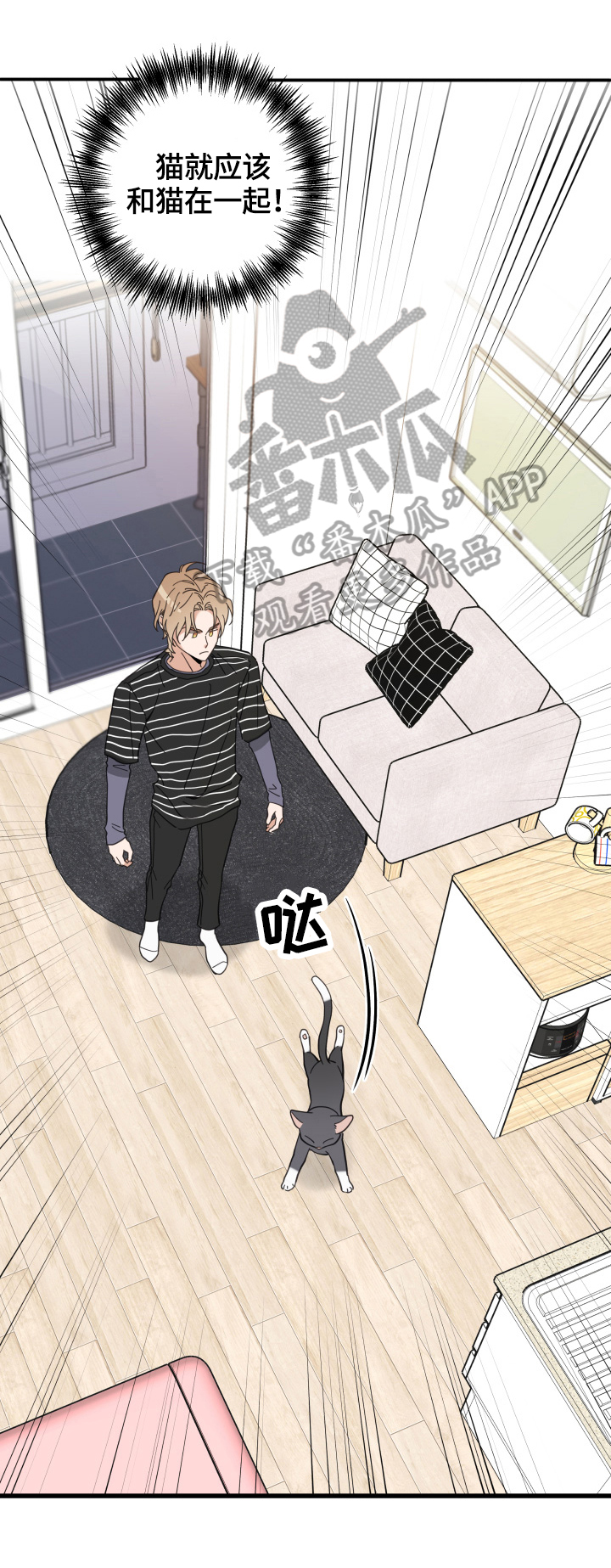 亲爱的喵君漫画,第60章：悲剧3图