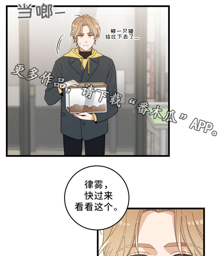 亲爱的喵君漫画,第23章：再遇3图
