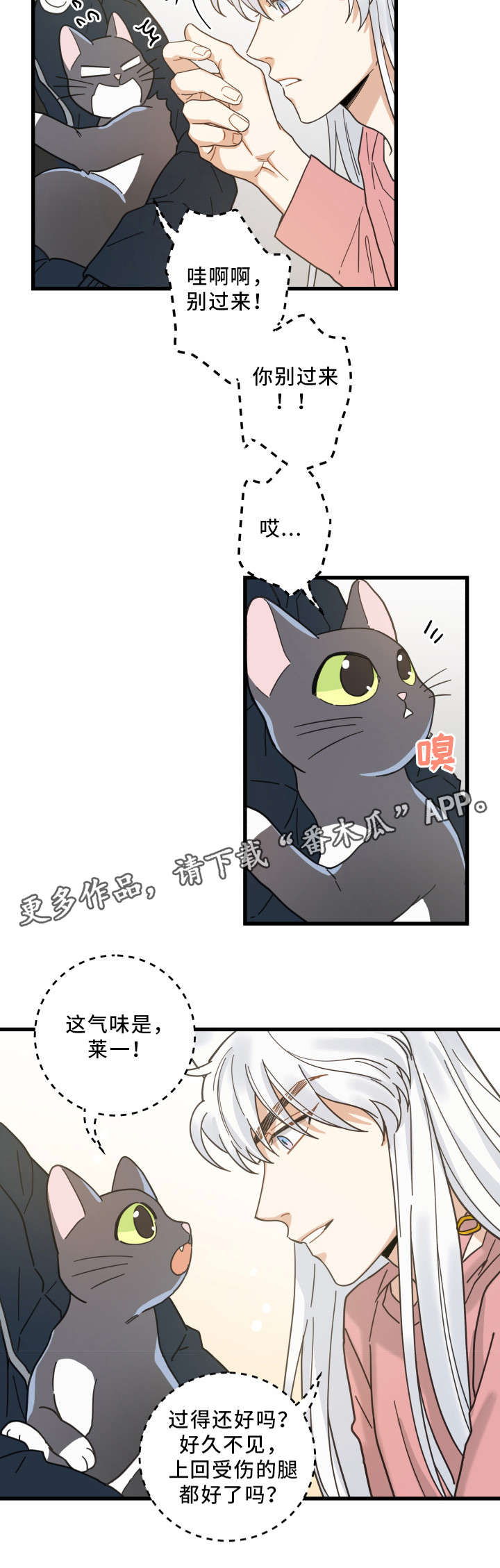 亲爱的喵君漫画,第36章：跟踪1图