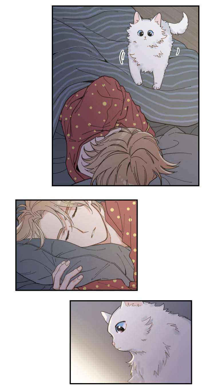 亲爱的喵君漫画,第2章：白猫2图