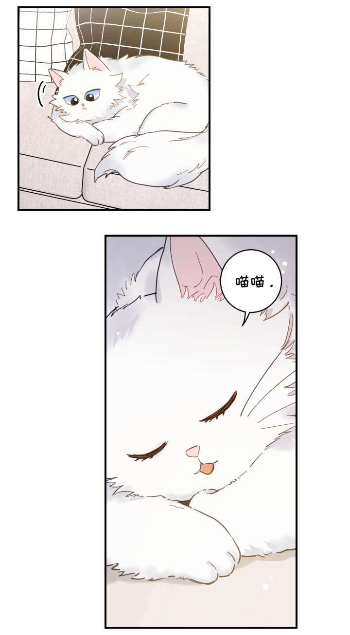 亲爱的喵君漫画,第2章：白猫3图
