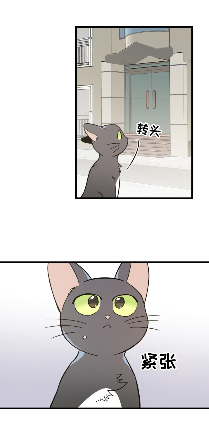 亲爱的喵君漫画,第70章：安慰3图