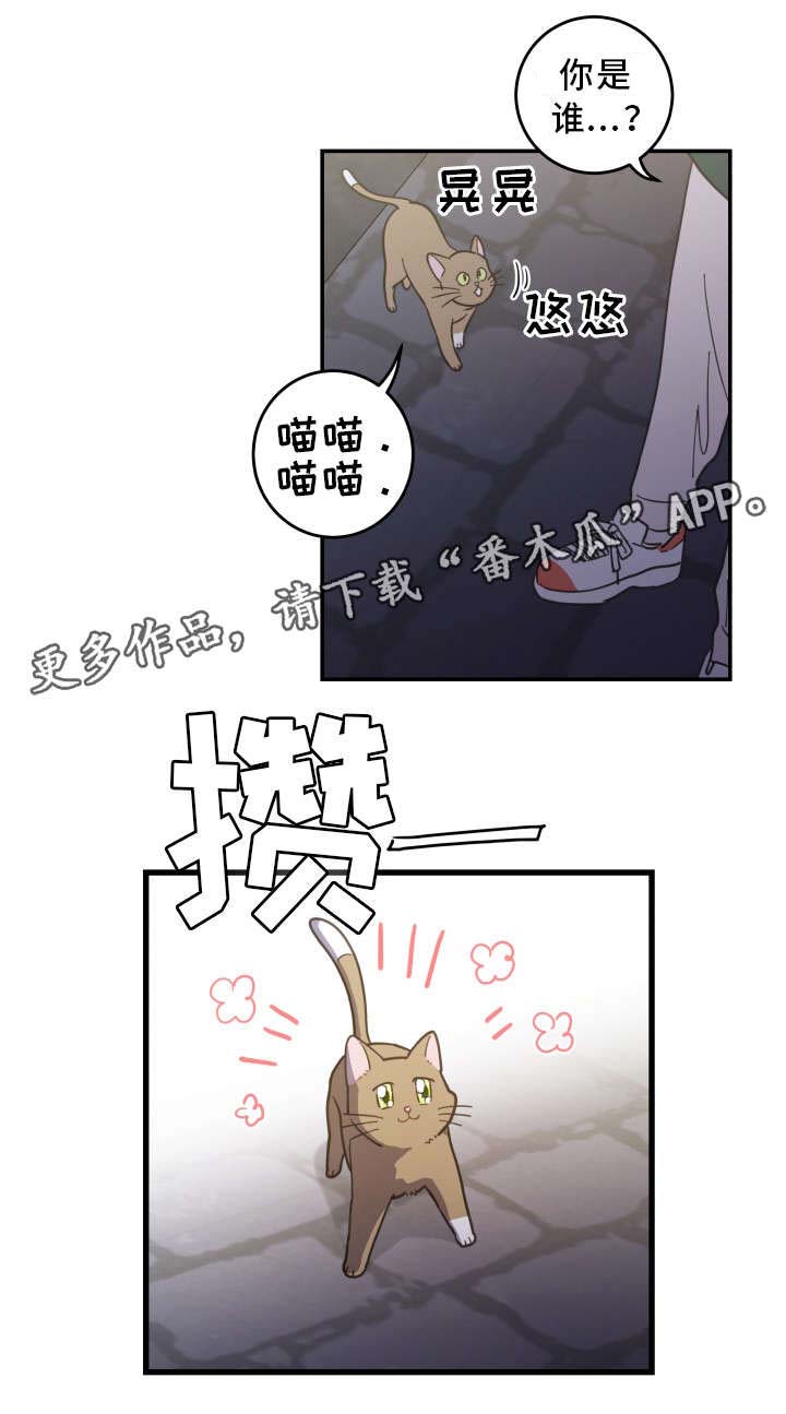 亲爱的喵君漫画,第15章：抓伤1图