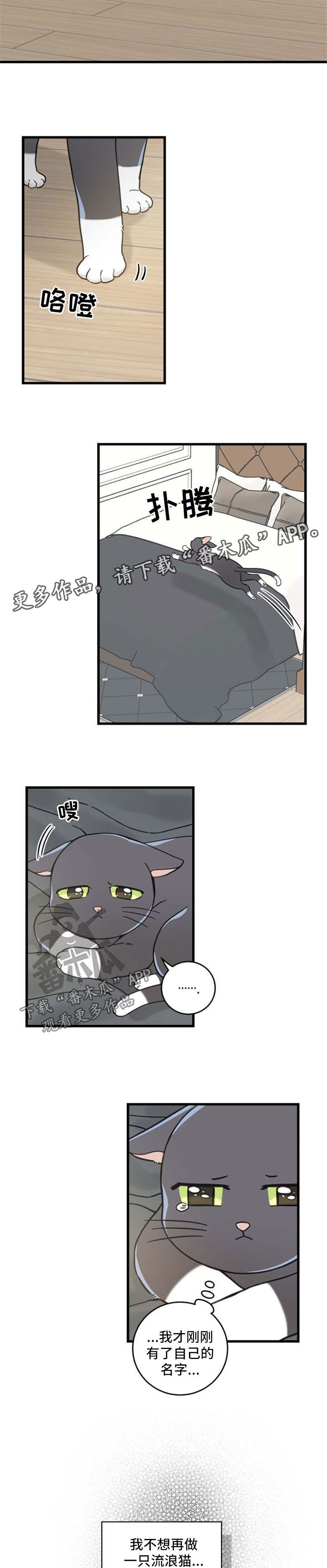 亲爱的喵君漫画,第87章：不放弃3图