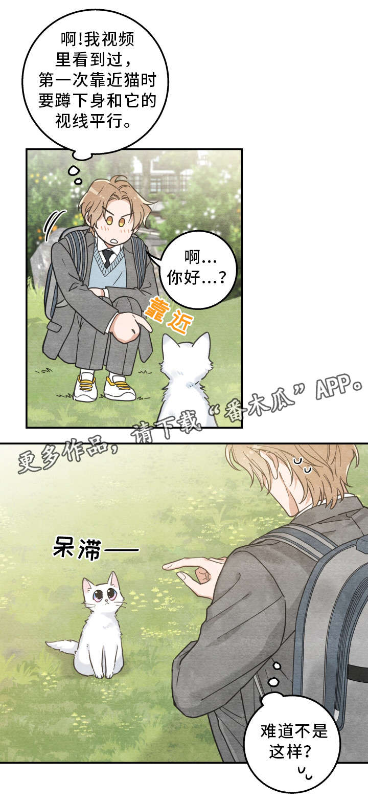 亲爱的喵君漫画,第16章：白猫莱一3图