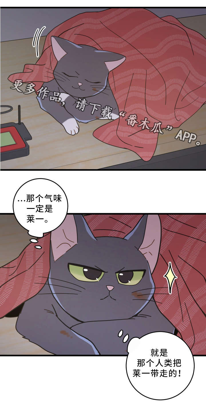 亲爱的喵君漫画,第35章：盯3图
