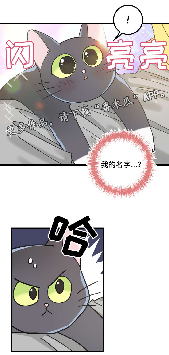 亲爱的喵君漫画,第42章：臭猫5图