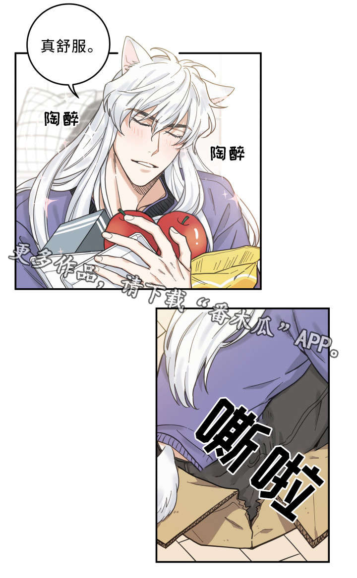 亲爱的喵君漫画,第11章：钻箱子3图