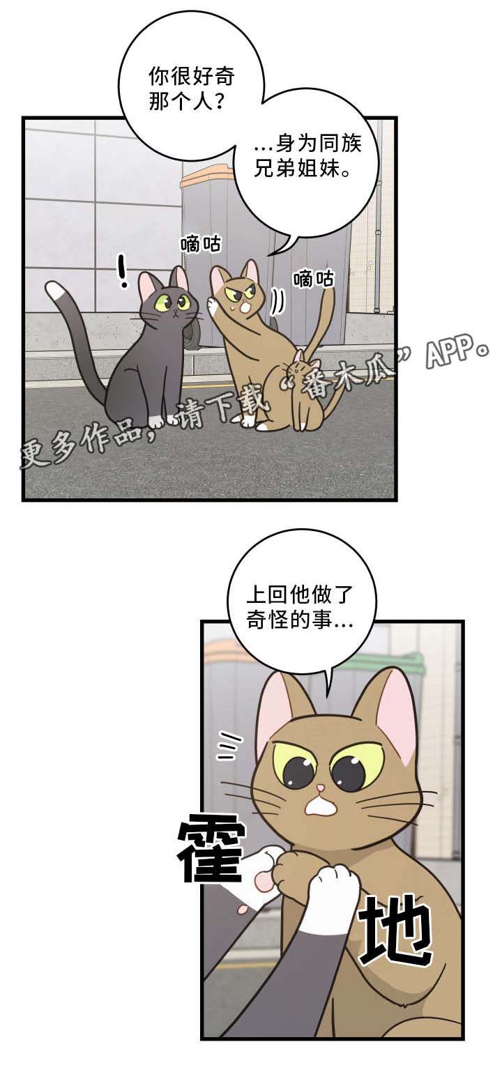 亲爱的喵君漫画,第32章：晕倒4图