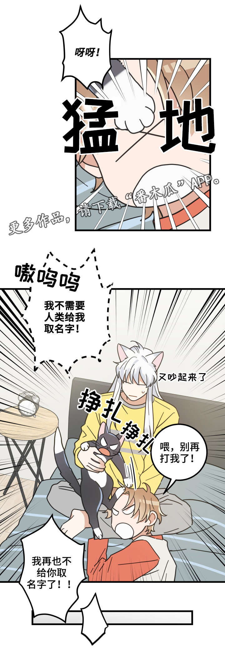 亲爱的喵君漫画,第42章：臭猫1图