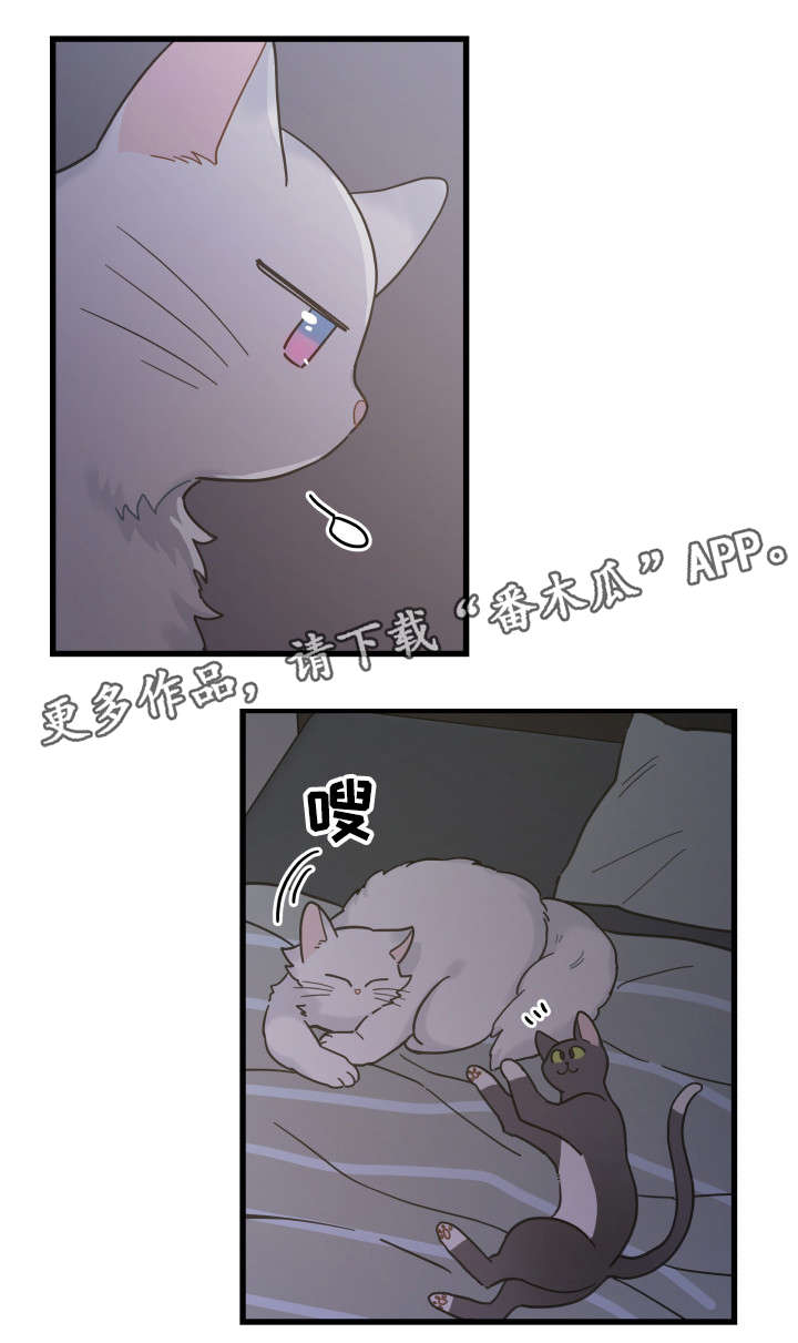 亲爱的喵君漫画,第39章：你别走1图