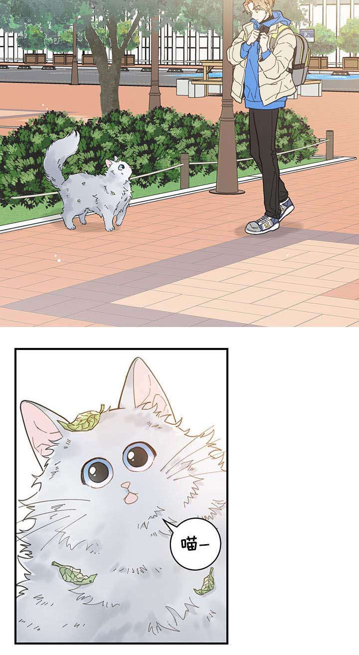 亲爱的喵君漫画,第1章：传说1图