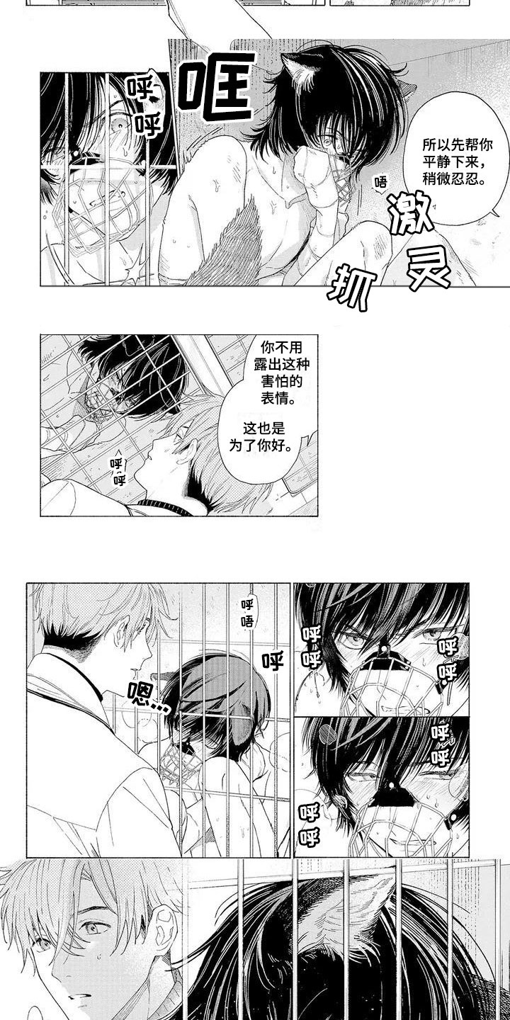 服从吧狼少年漫画,第1章：可爱的狼人2图