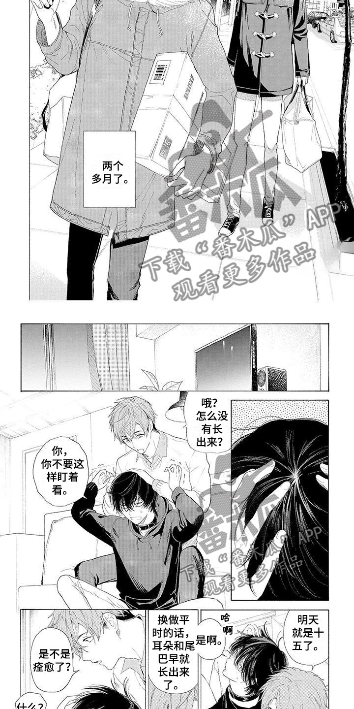 服从吧狼少年漫画,第13章：住下的理由2图