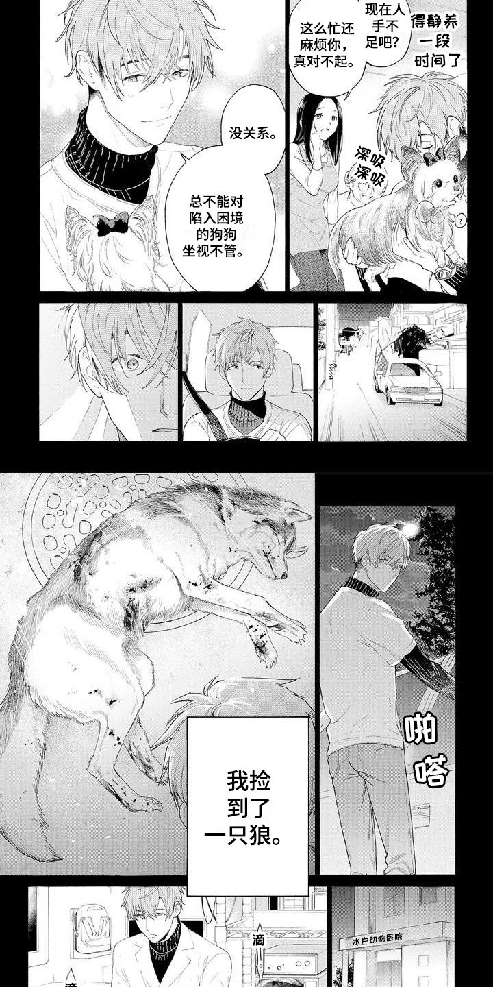 服从吧狼少年漫画,第1章：可爱的狼人3图