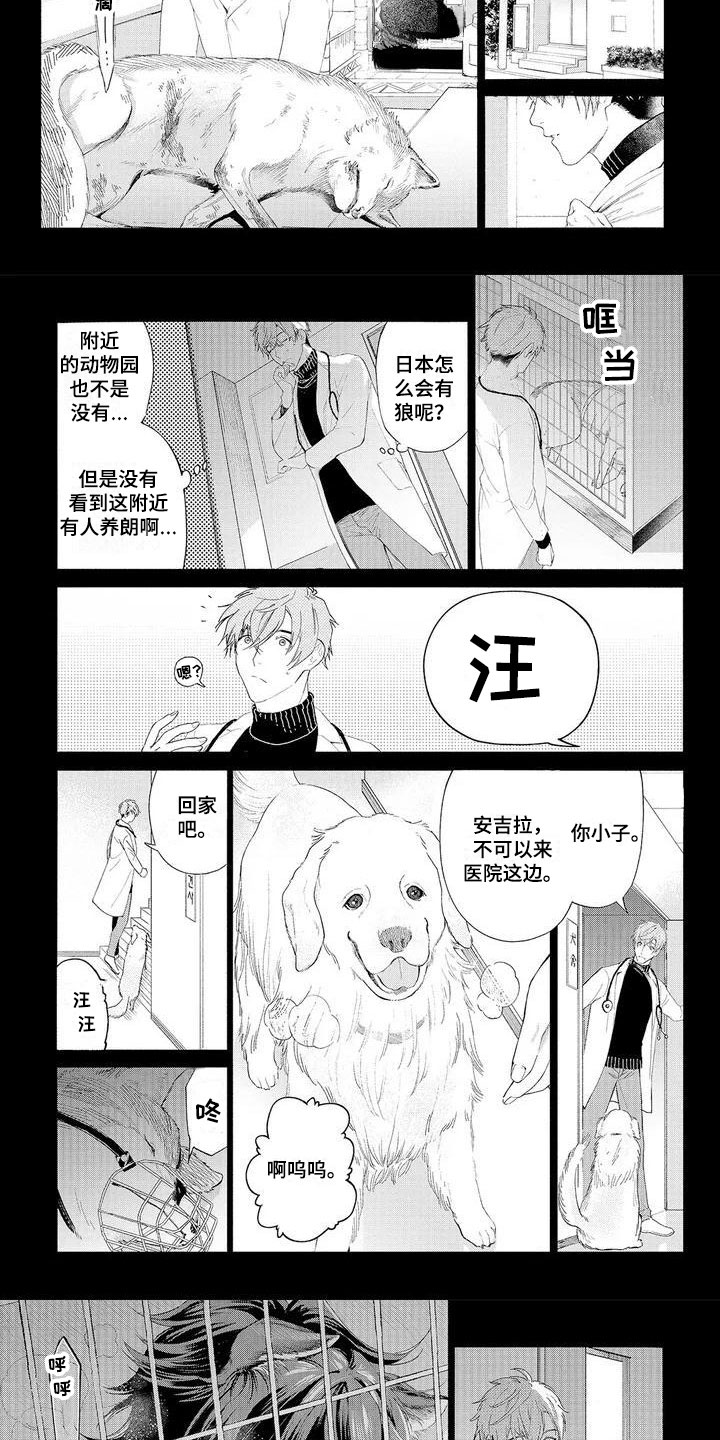 服从吧狼少年漫画,第1章：可爱的狼人4图