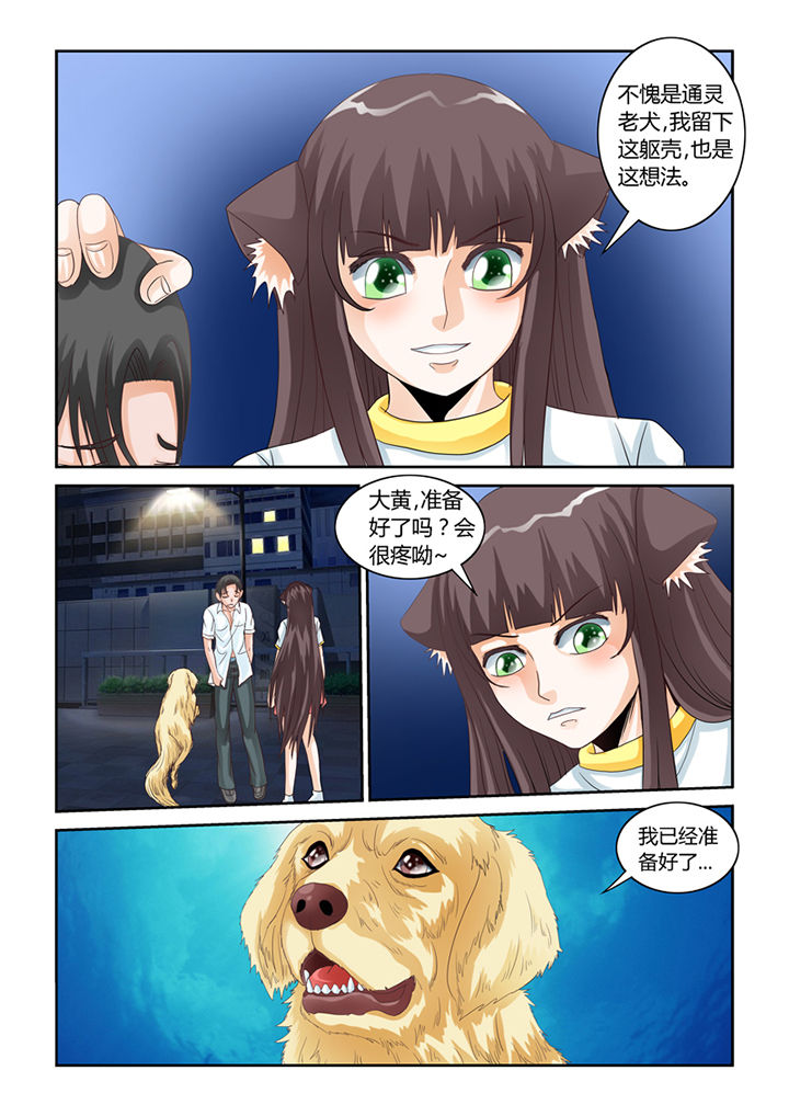 吾家猫猫大人漫画,第51章：大黄夺舍1图