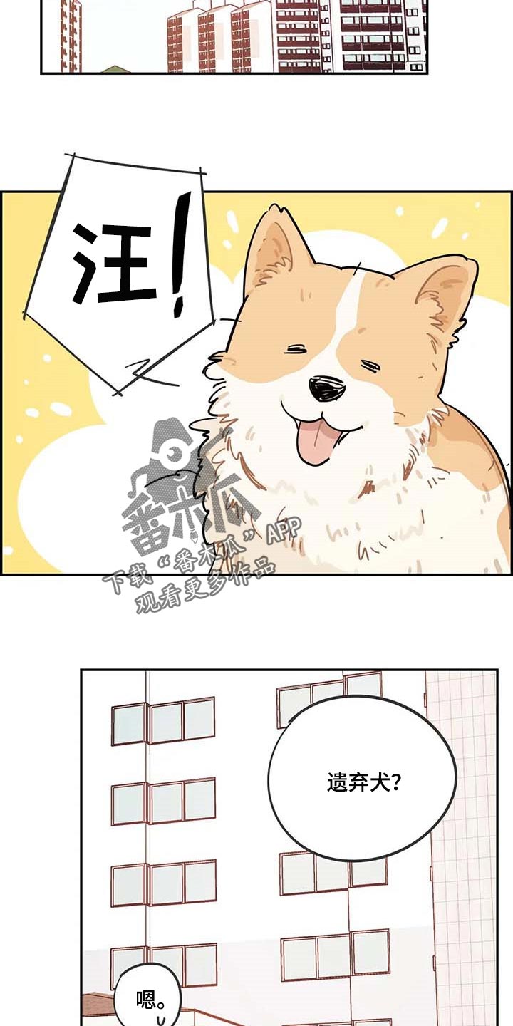 校园之星漫画,第38章：遗弃的狗狗4图