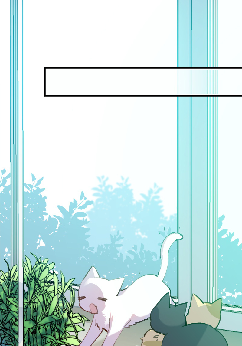 救命我的男票是妖怪第四季动漫免费观看漫画,第124章：三只小猫的冒险章2图