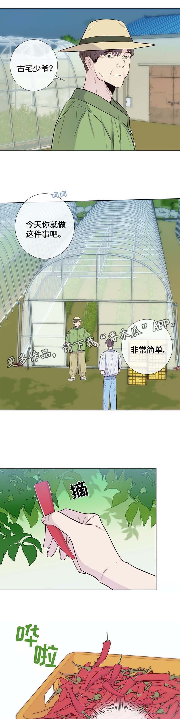 田园一夏漫画,第31章：收获辣椒4图