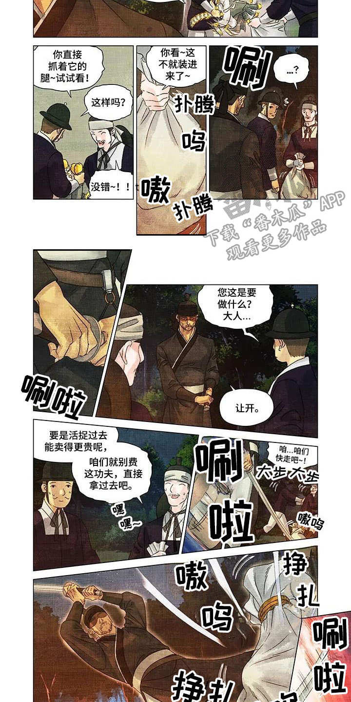 第一百个夜晚漫画,第4章：小虎崽1图