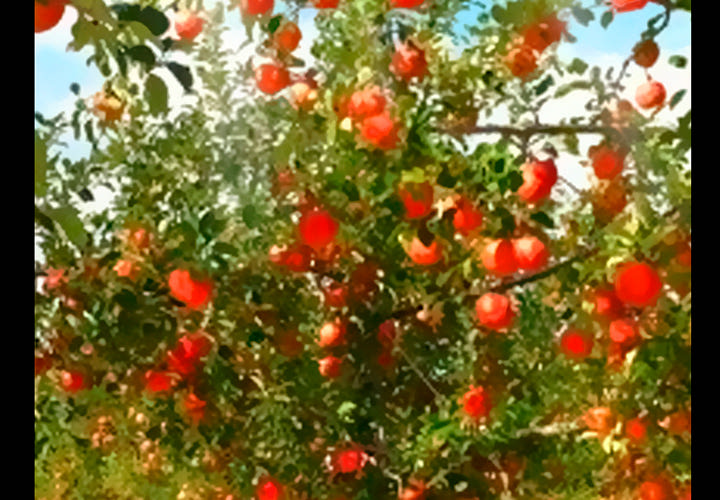 虚荣与谎言漫画,第48章：都准备好了2图