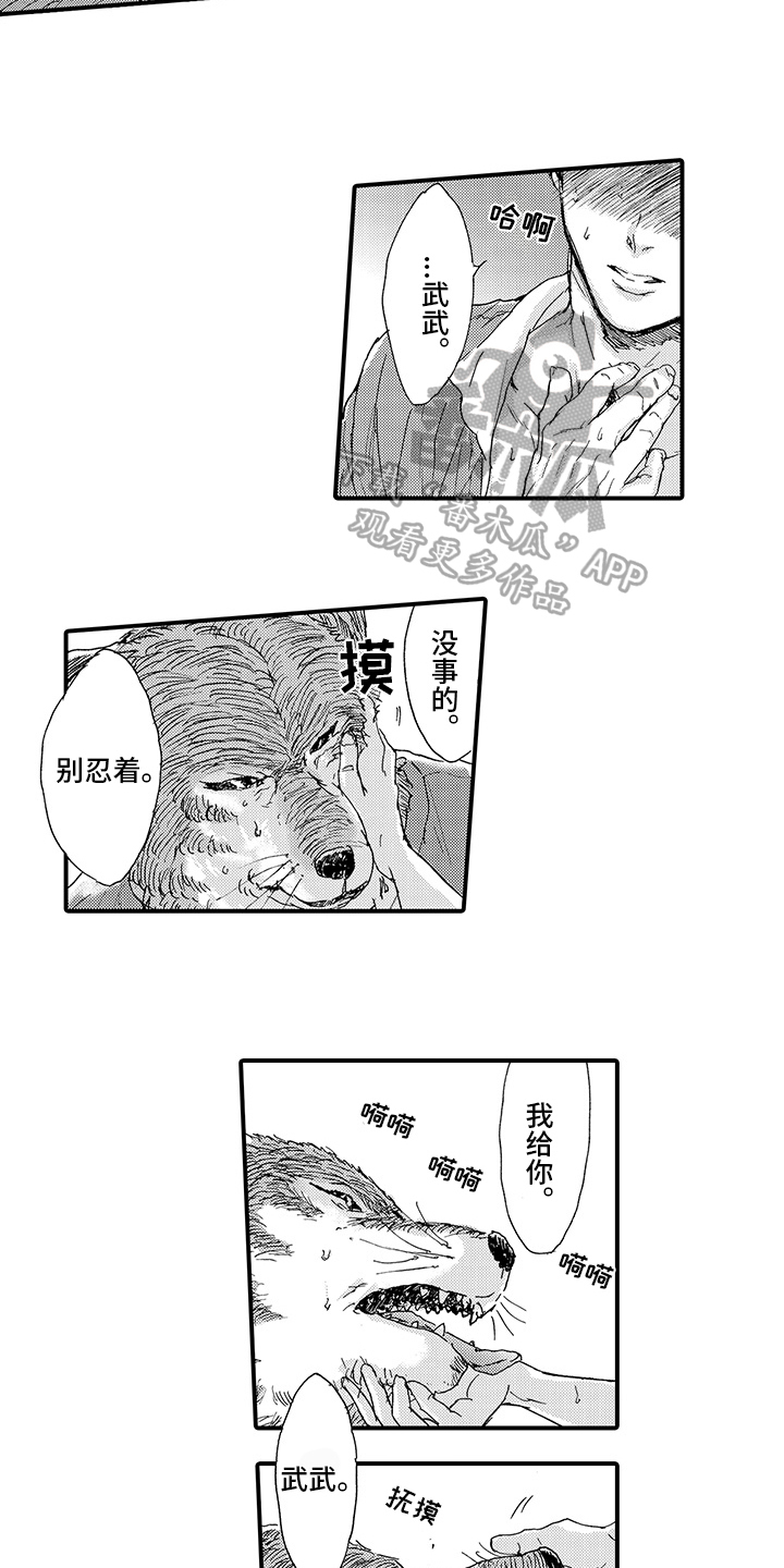 春野与狼独舞漫画,第7章：发作1图