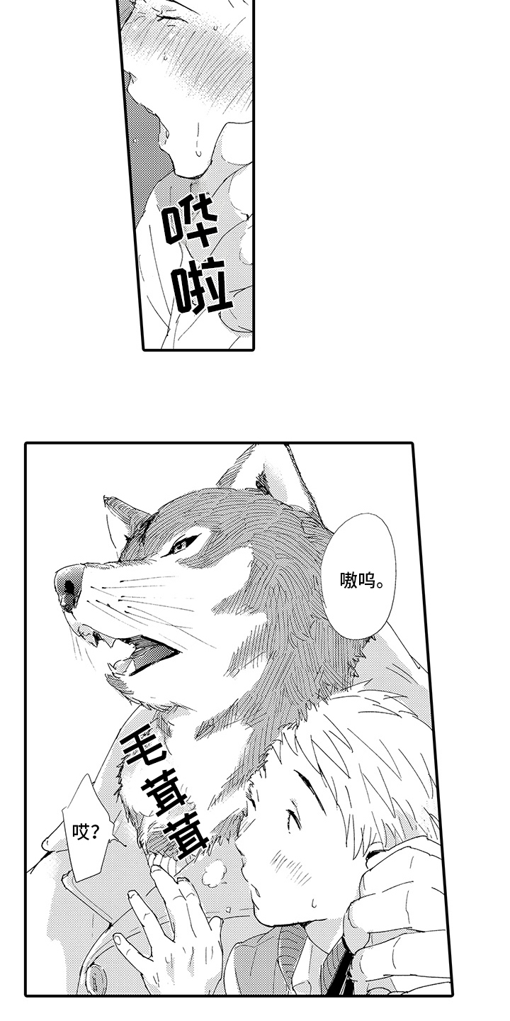 春野与狼独舞漫画,第1章：疲惫3图