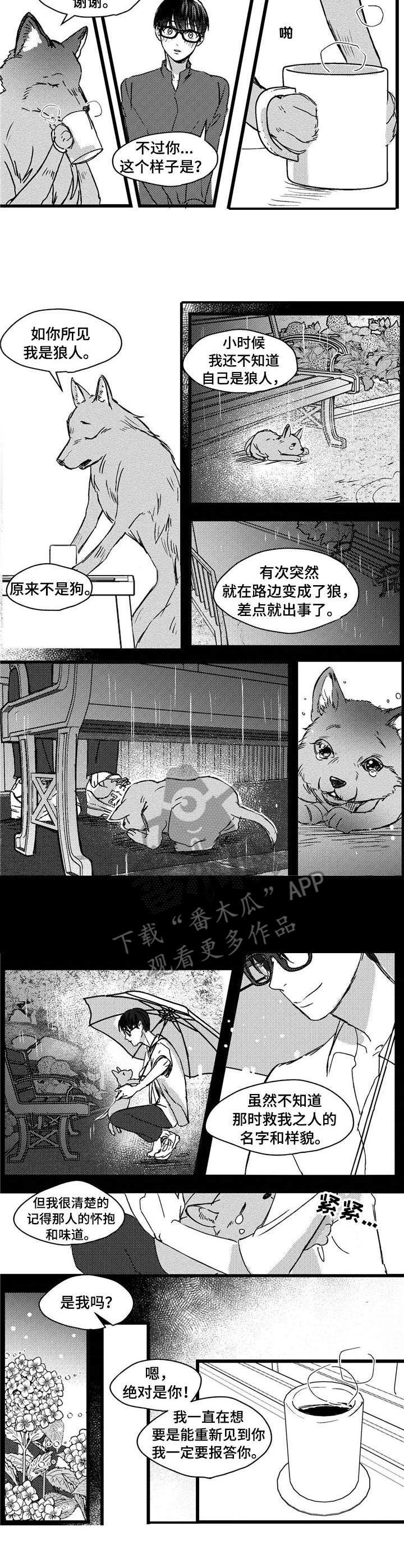 狼与糖果漫画,第4章：狼人3图