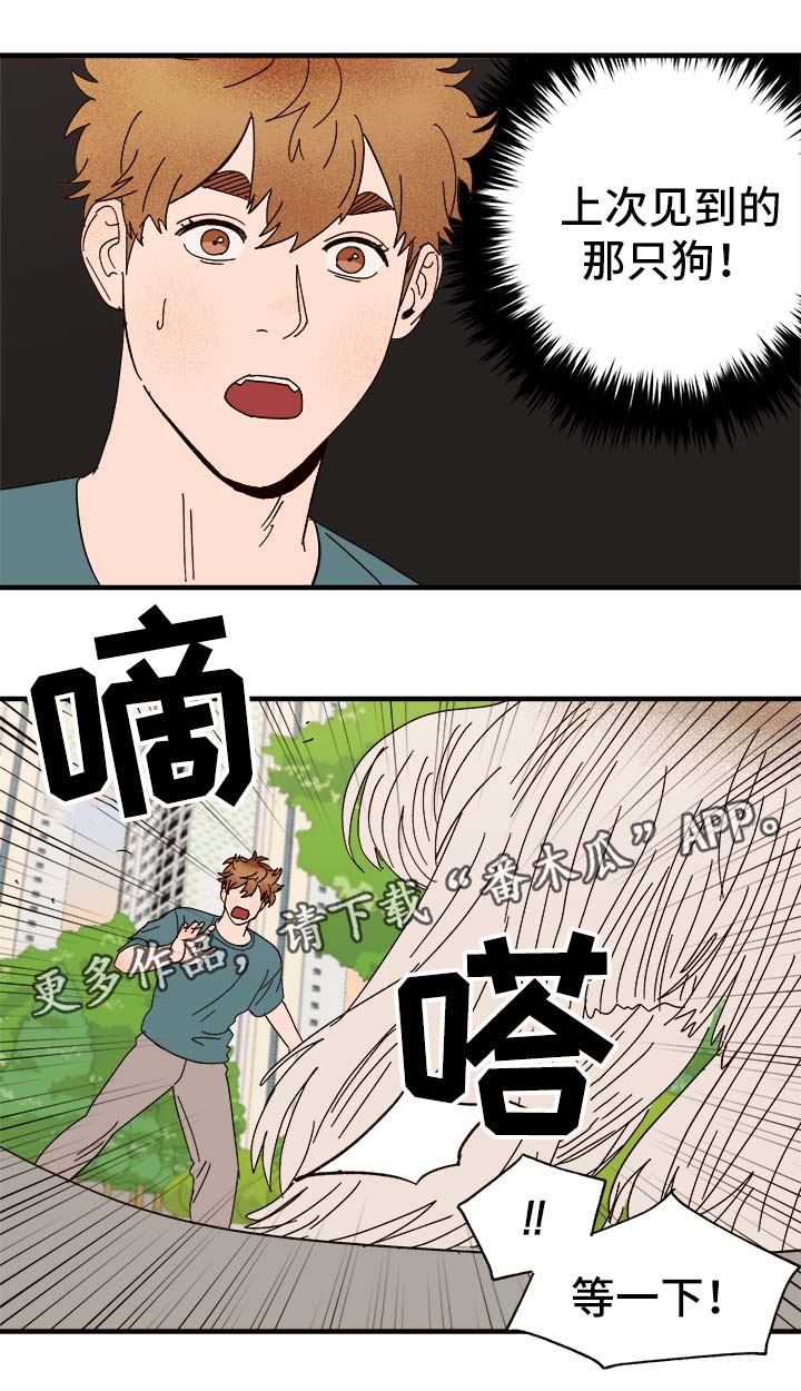 爱宠攻略漫画,第33章：狗神2图