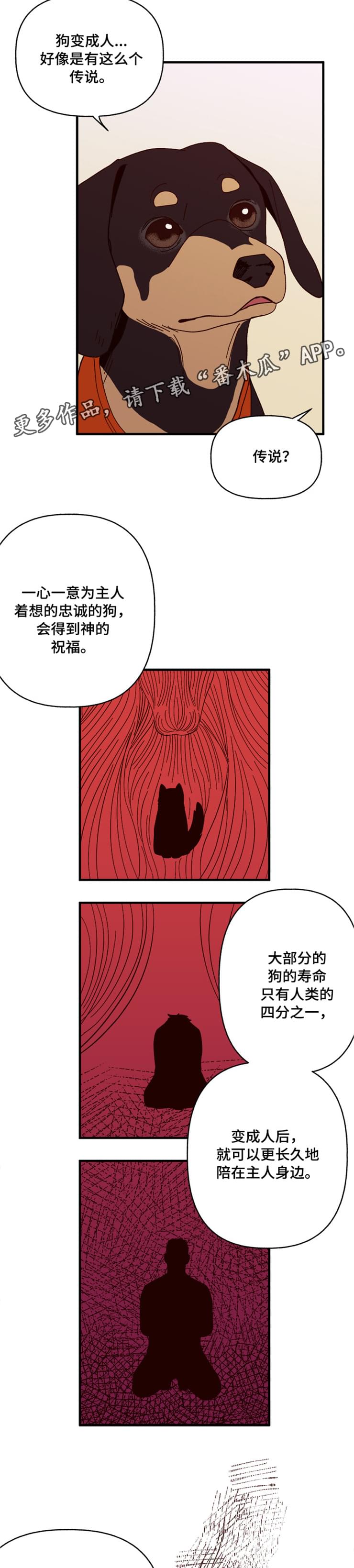 爱宠攻略漫画,第19章：传说5图