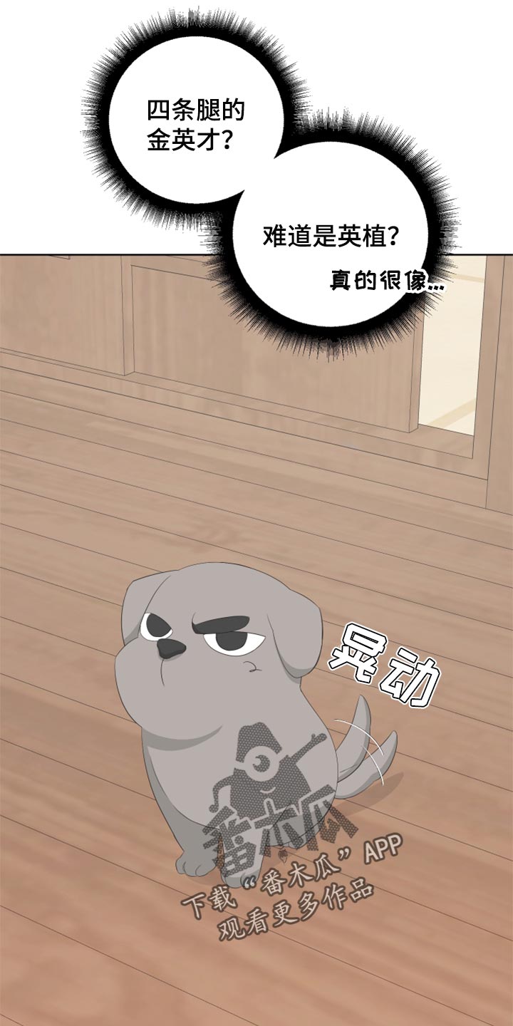 Bedeuro漫画,第76章：【第二季】四条腿的金英才4图